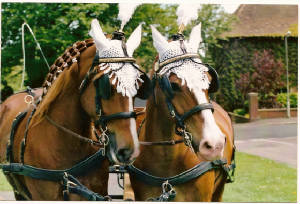 scan0006.jpg